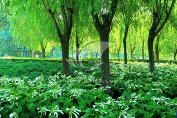 水草 玉簪花 树林  绿色