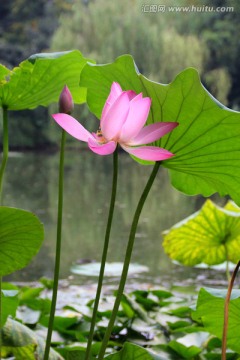 荷花 红莲花