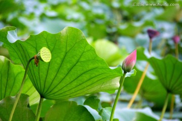 莲蓬 荷花花苞