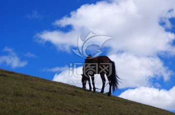 山坡上吃草的马