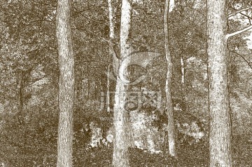 樹(shù)林