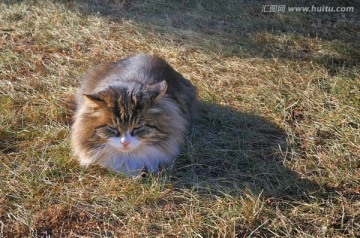 草地上的流浪猫