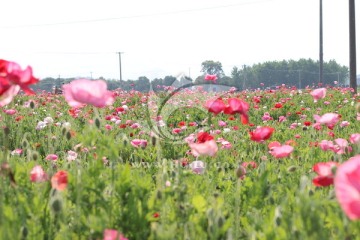 红色的花海