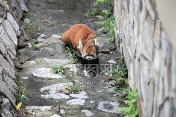 小熊猫