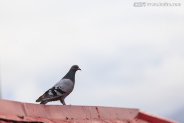 野鸽