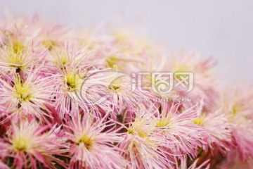 粉白色菊花
