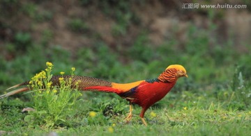 红腹锦鸡