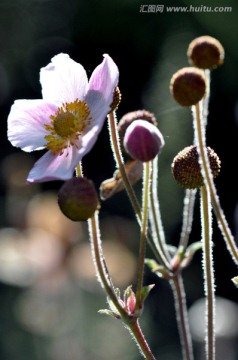 野棉花