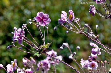 野棉花