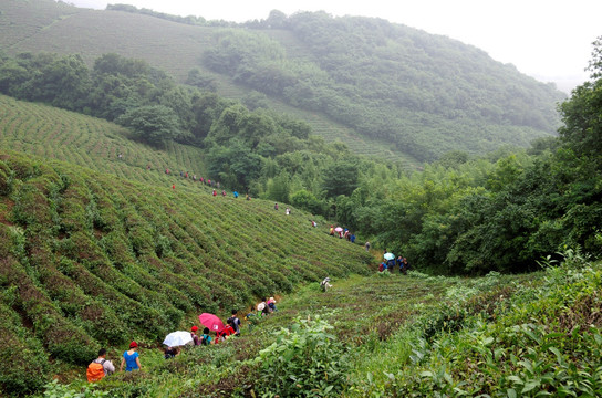 户外远足自助游团队在茶场