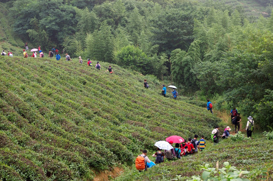 户外远足自助游团队在茶场