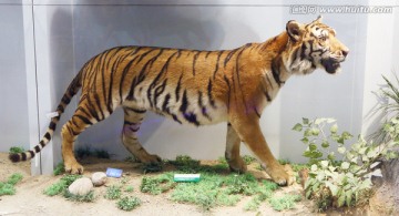 孟加拉虎标本