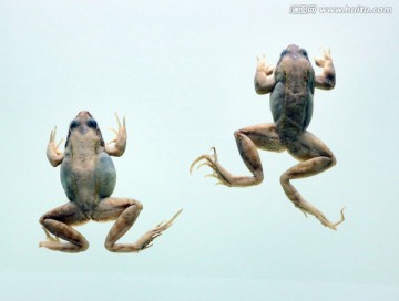 昆仑林蛙标本