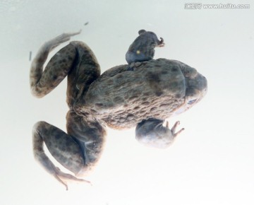 棘胸蛙标本