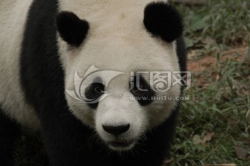 雅安碧峰峡基地的大熊猫