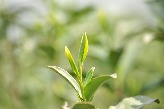 春茶嫩芽