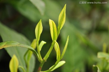 安吉白茶春芽