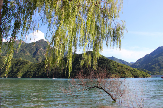 山间植物