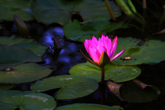 紫莲花 紫色睡莲