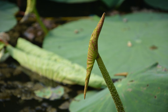 小荷