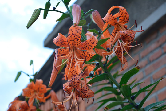 百合花