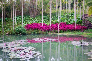 水塘槟郎树