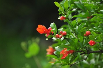 石榴花 石榴