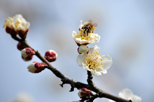 蜂恋白梅