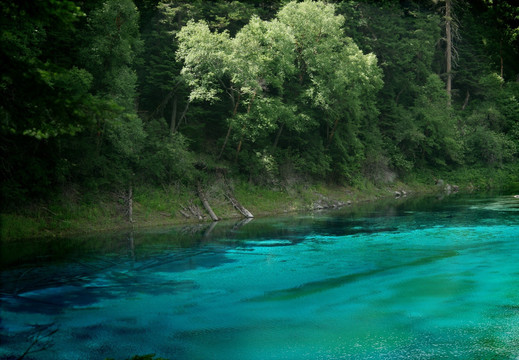 林木湖水 高清九寨沟风景