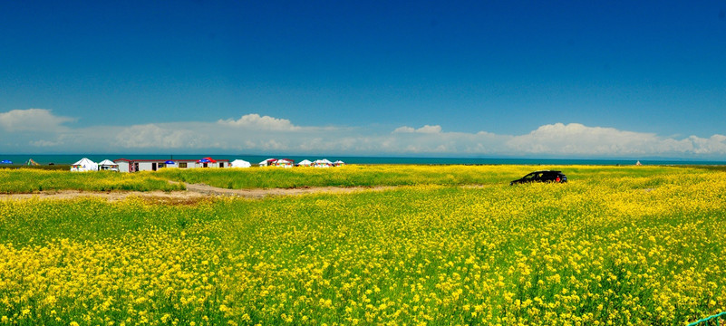 大美青海 蓝天白云 油菜花海