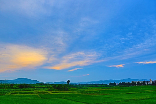 田野