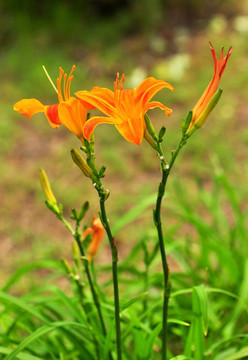 金针菜 萱草 黄花菜