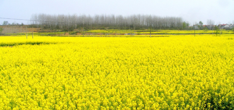 油菜花