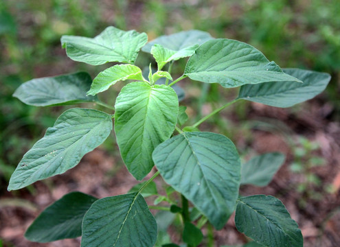 野苋菜