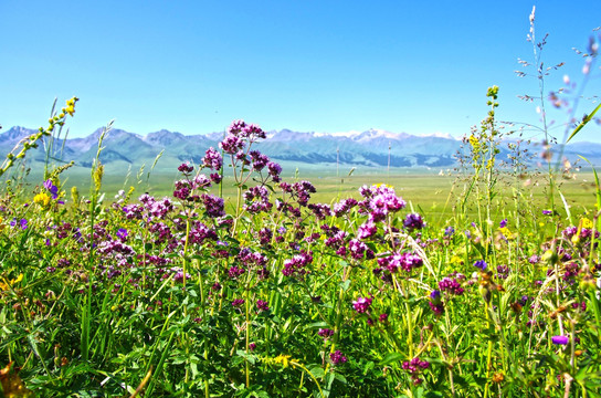 南山 野花