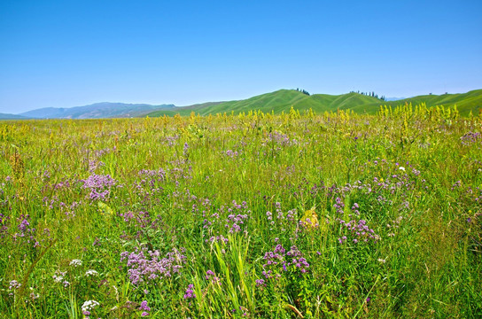 野花 野草 草原