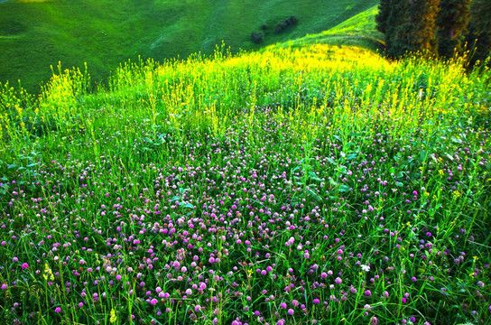 油菜花