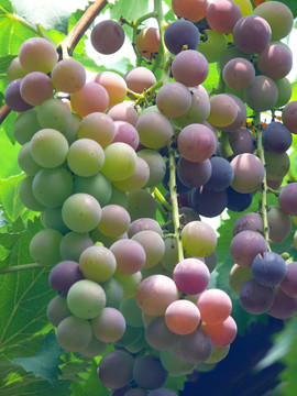 生长的葡萄