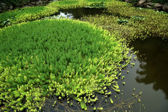 池塘 水草