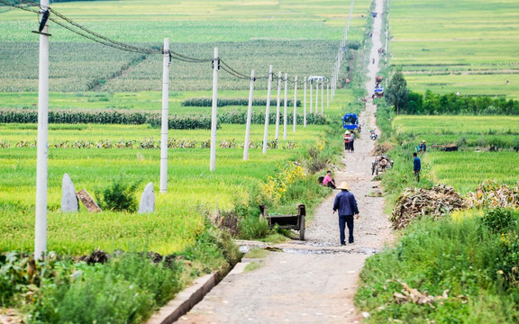 田间的机耕路