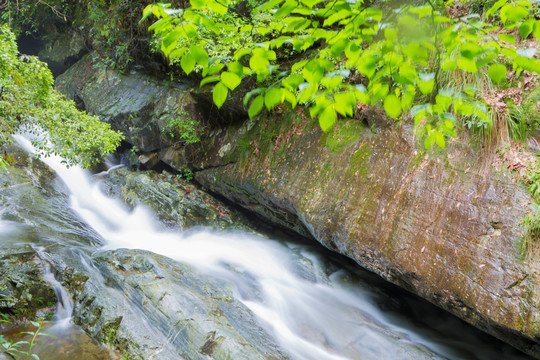 山涧 流水 苔藓