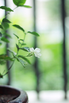 茉莉花