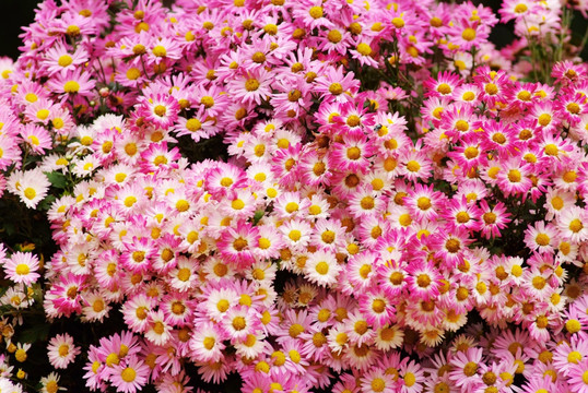 粉紅色菊花