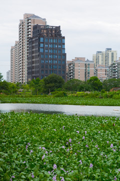 城市水葫芦