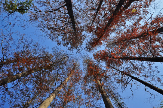 红树叶