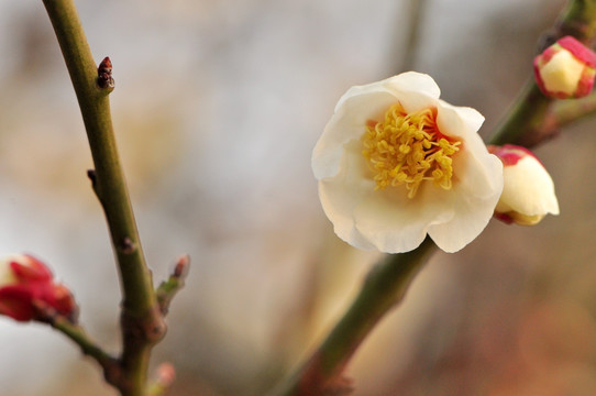 白梅吐蕊