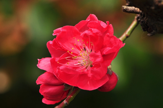 春桃花开