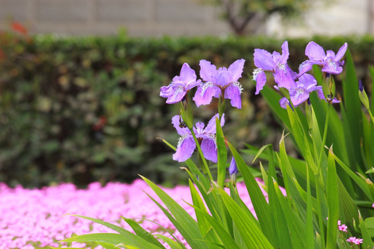 鸢尾花