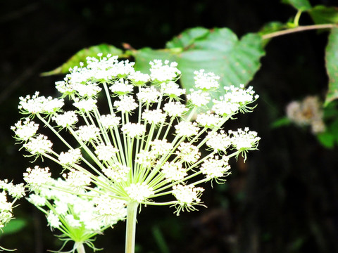 野花