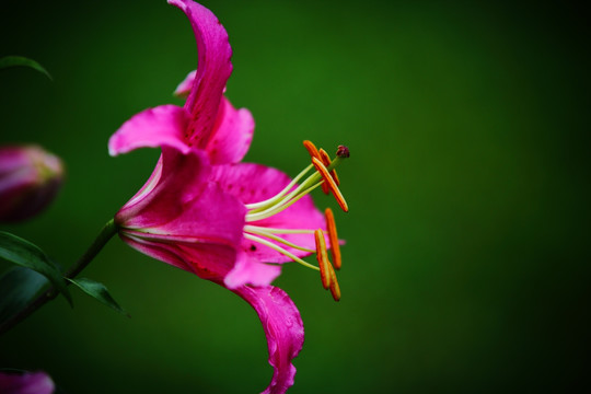 百合花